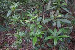 Apollonias arnottii
